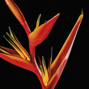 hig_and_friends_2017_box